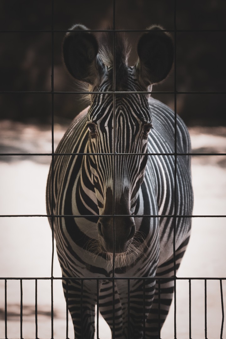 Zebra
