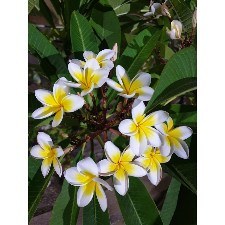plumeria