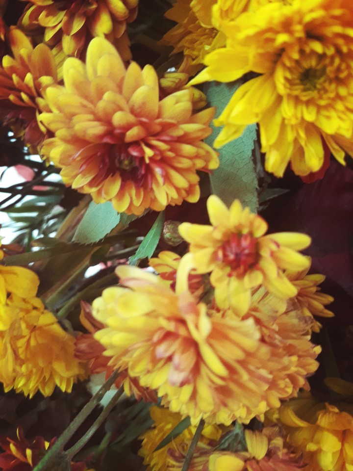 flower