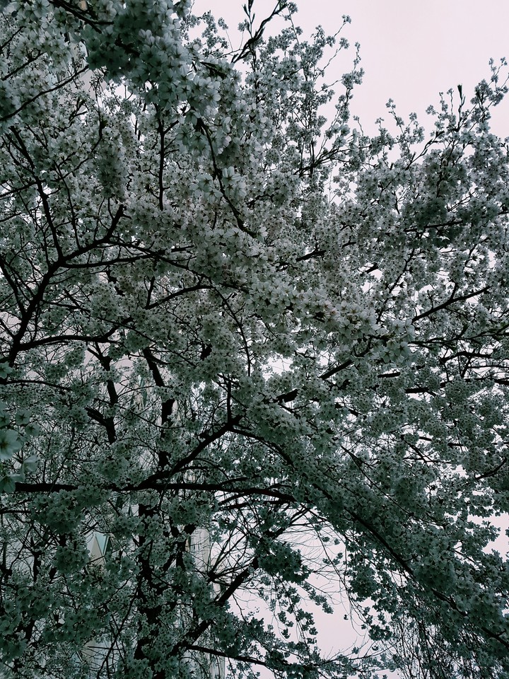 sakura