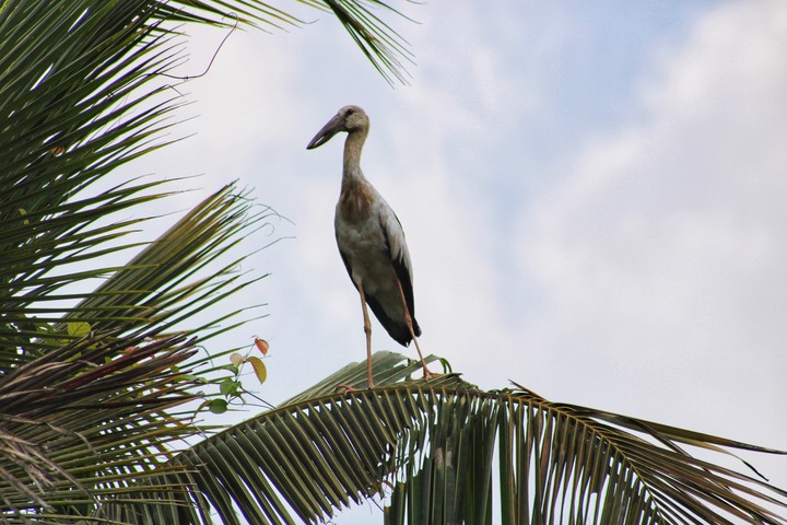 bird