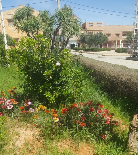 тапети flower, tree