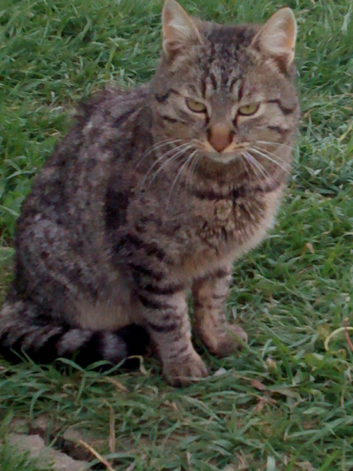 SweetyCat