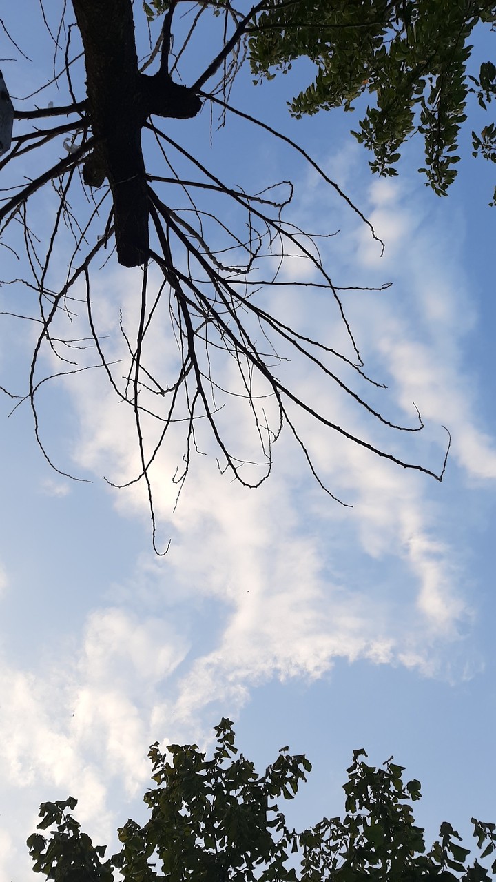 #sky #nature #tree #leaves