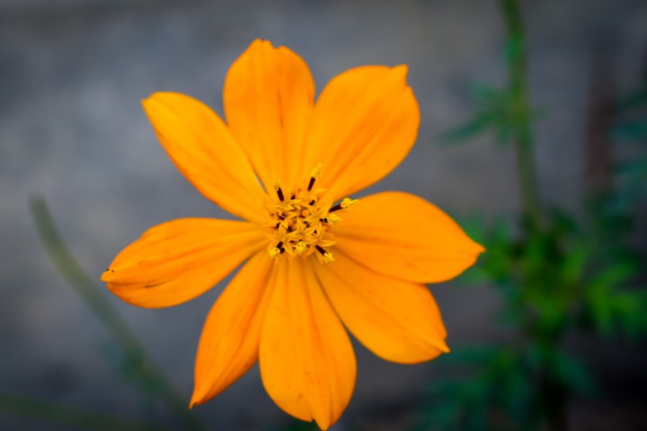 Blossoming in Winter