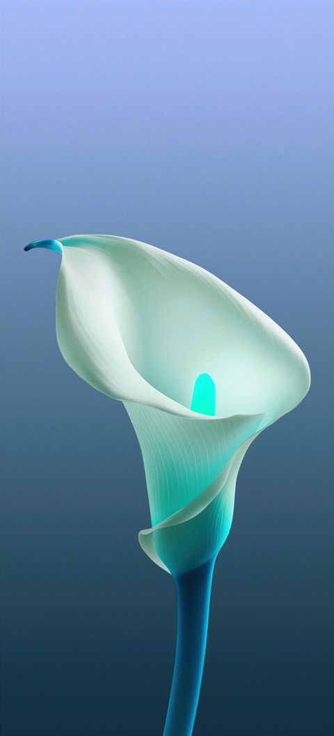 arums, arum-lily háttérképek