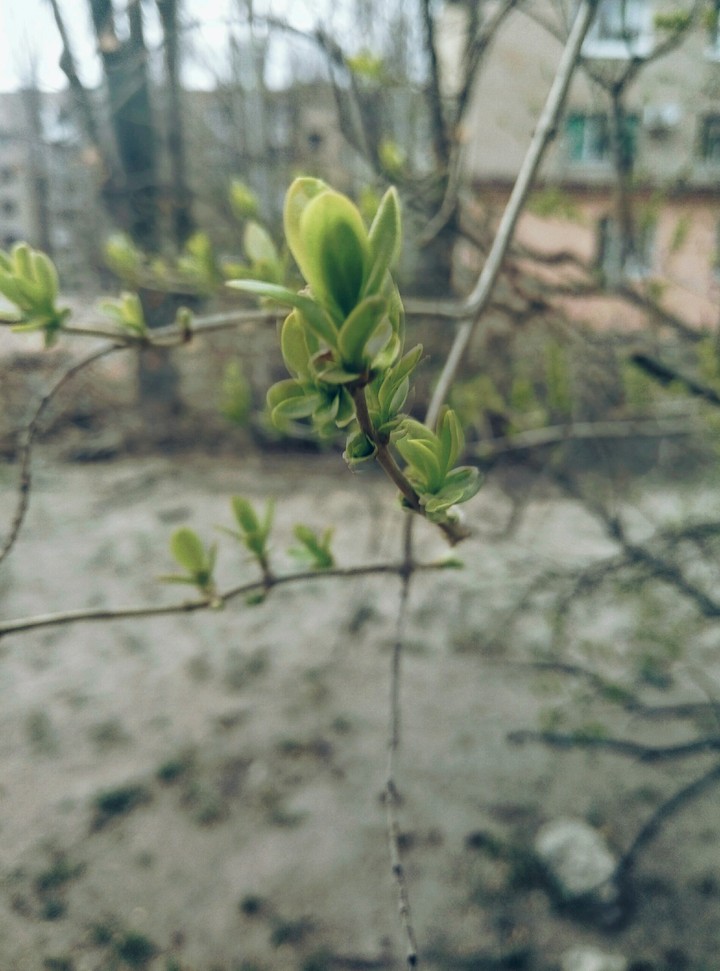 весна