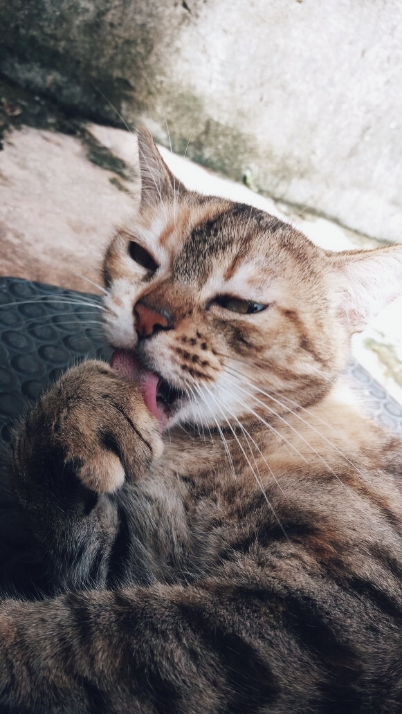 gata Malhada