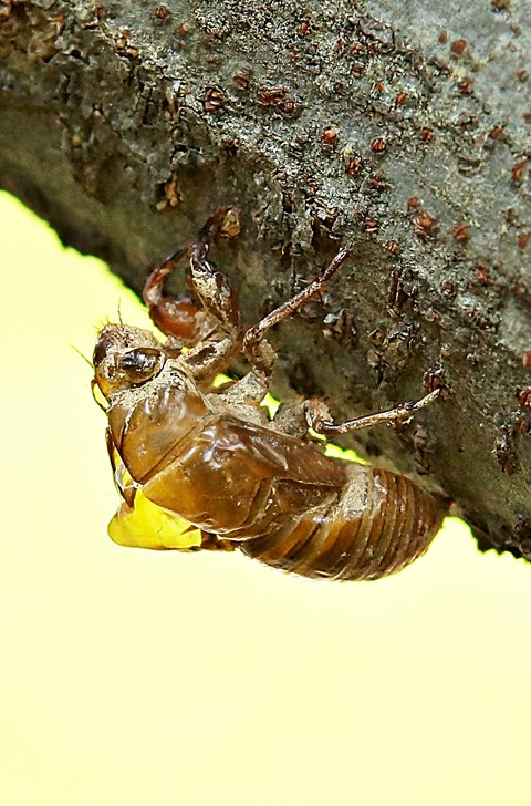 pollinator, fly háttérképek