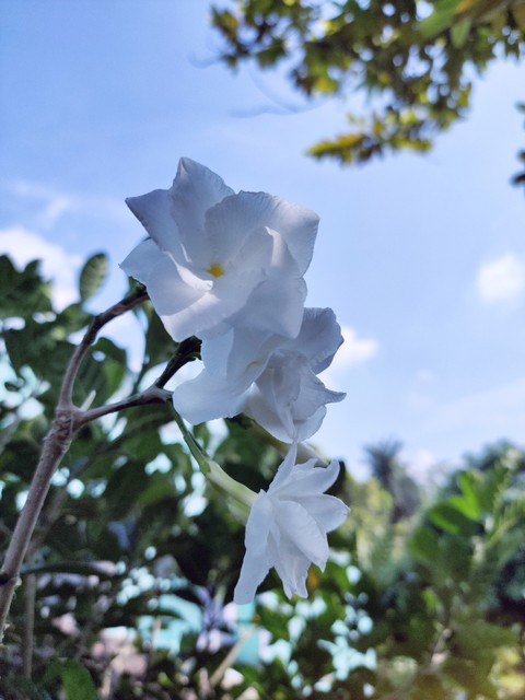 white flowers