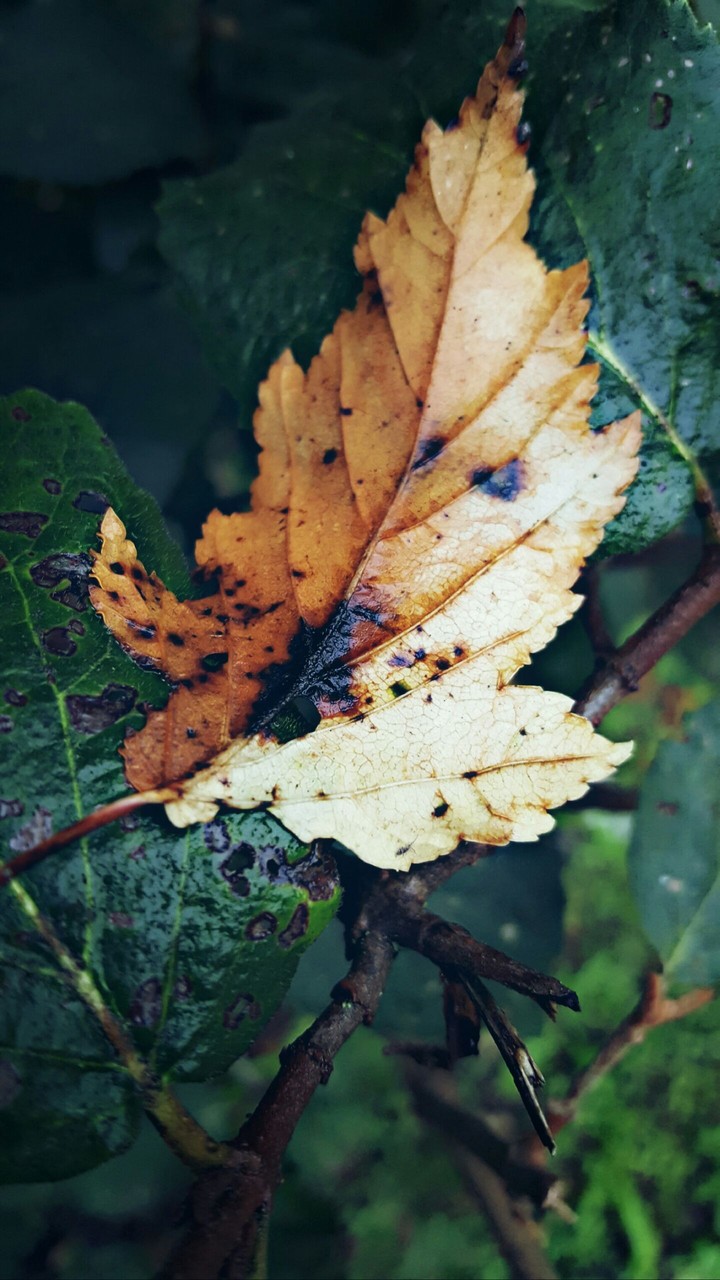 kaltes nasses blatt