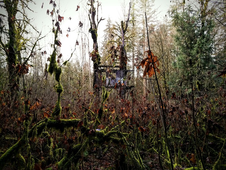 deep in the forest