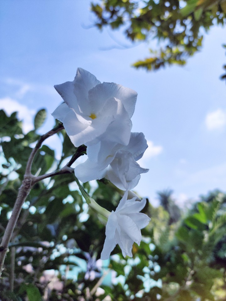 white flowers