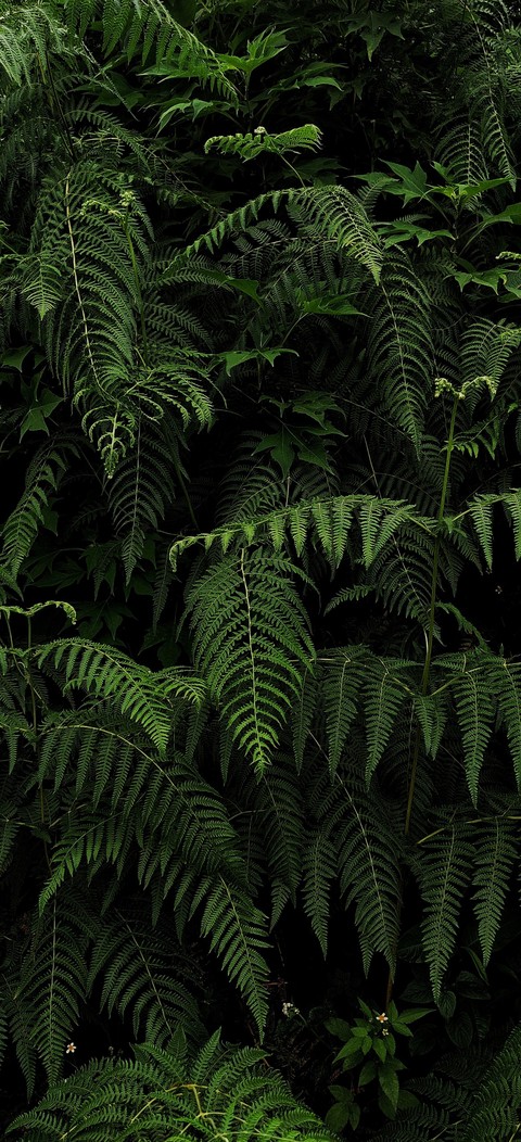 grass, organism वॉलपेपर