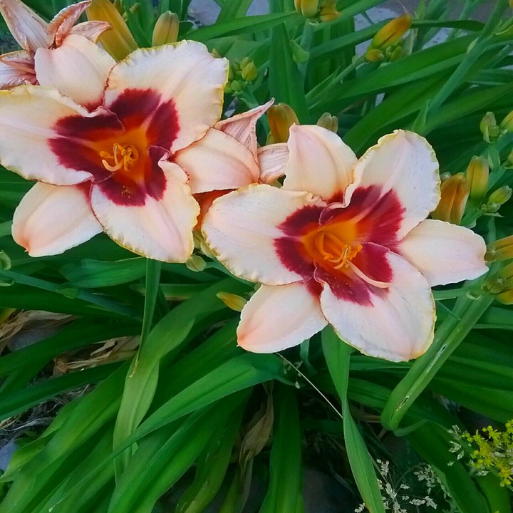 beautiful flowers