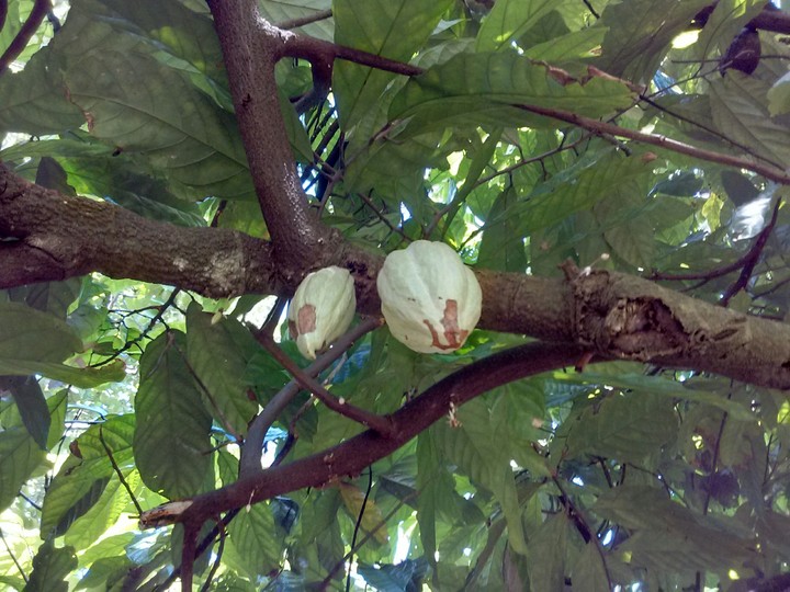 cacao