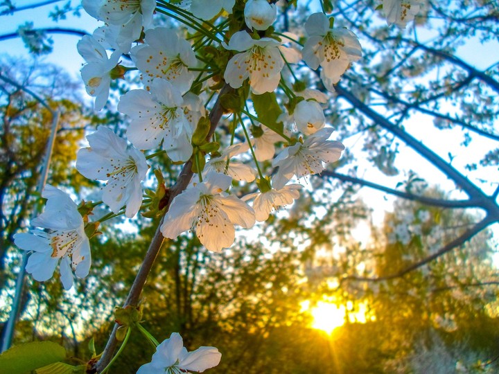 Spring