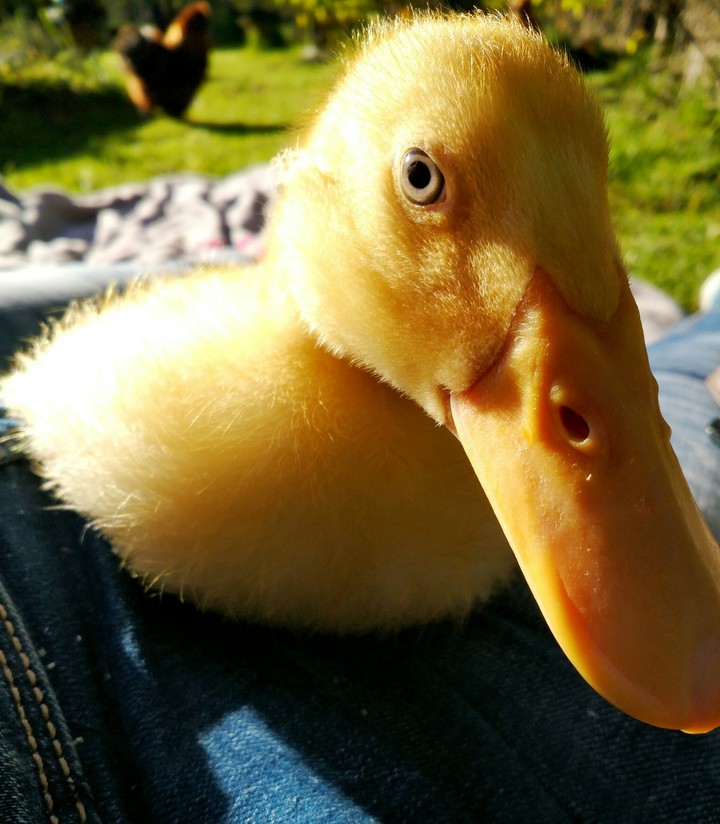 my baby peking duck