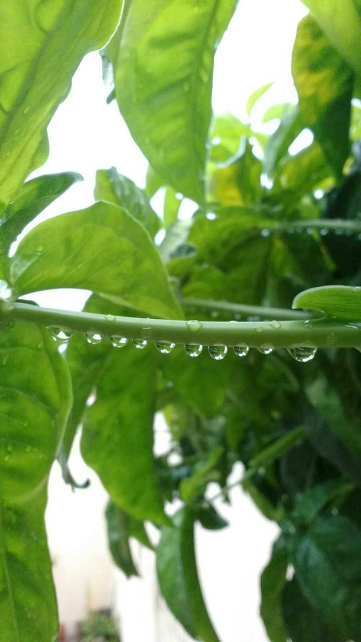 Nature
