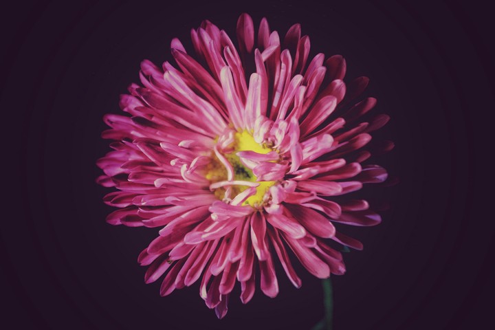 Vintage_FLOWER