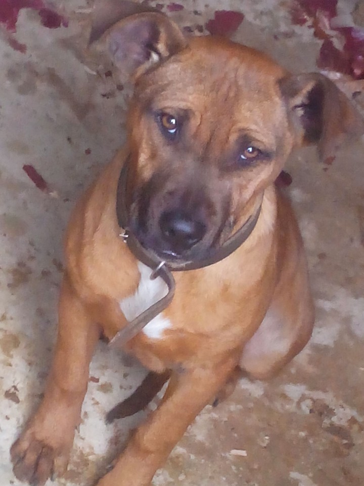 staffe