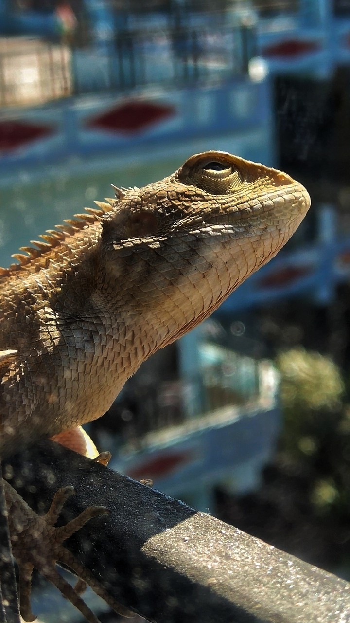 chameleon
