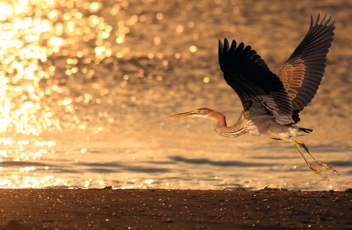Golden heron