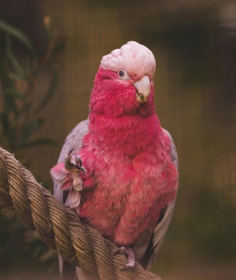 Parrot, red háttérképek