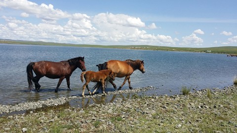 horse