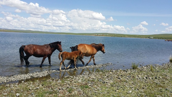 horse