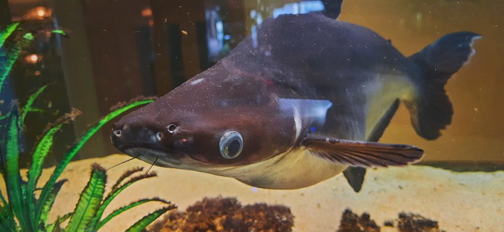 cute fish ♡