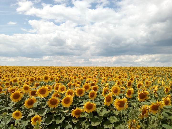 field of sunflower