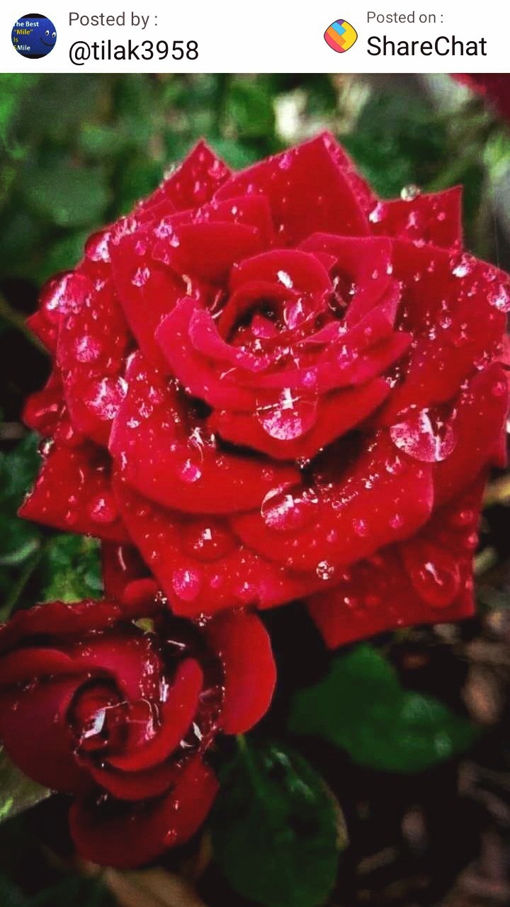 rose