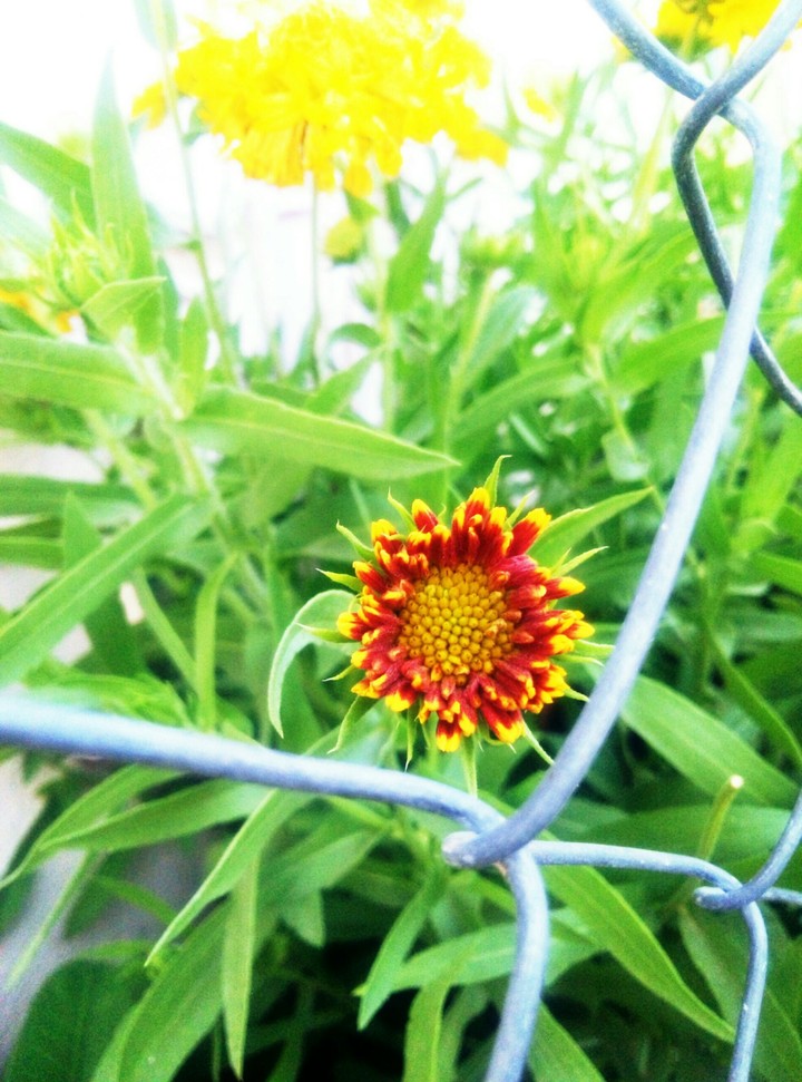multi color flower