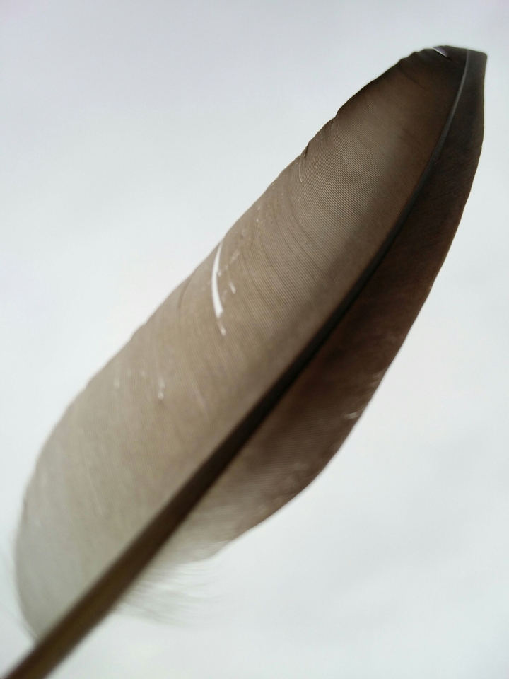 feather