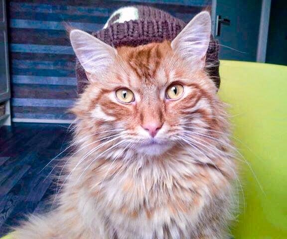 Choco the cat