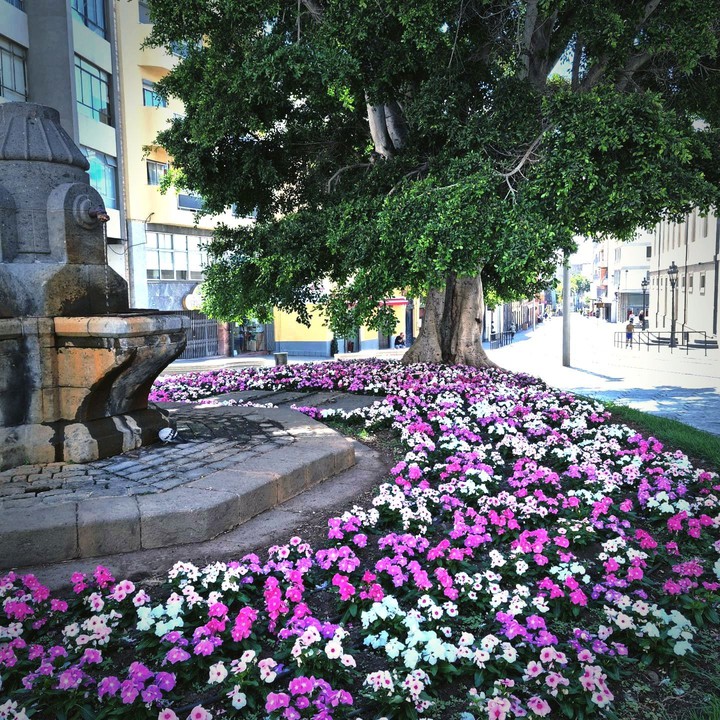 Flores