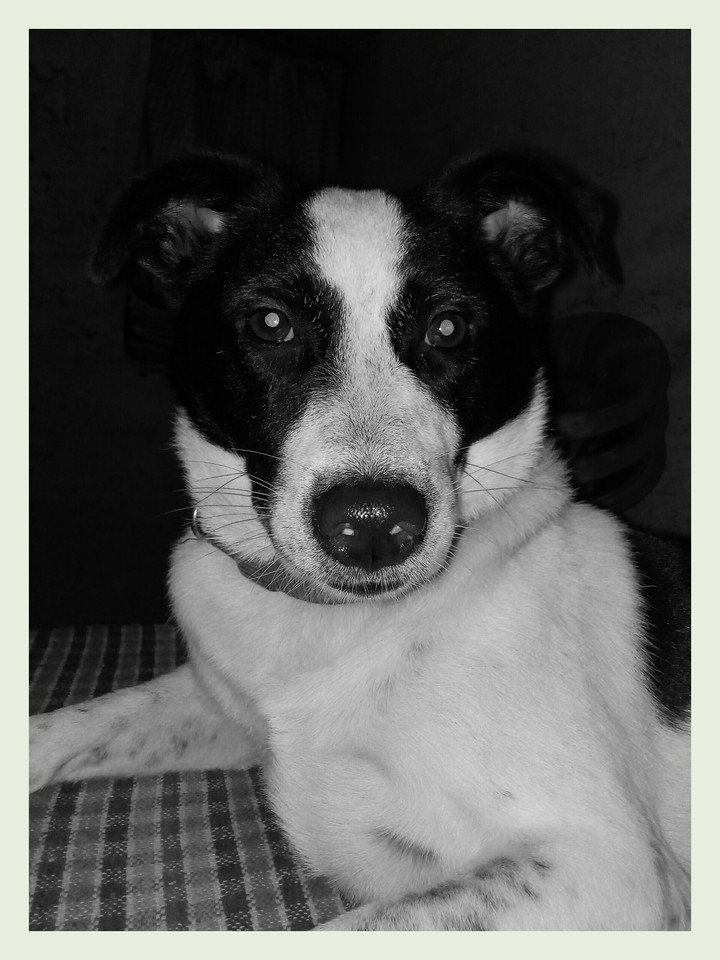 Dog