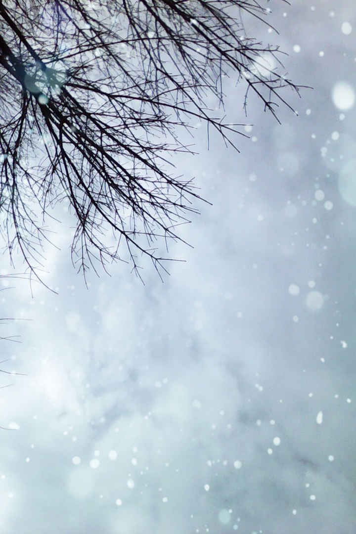 snow and a tree