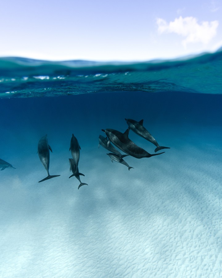dolphin