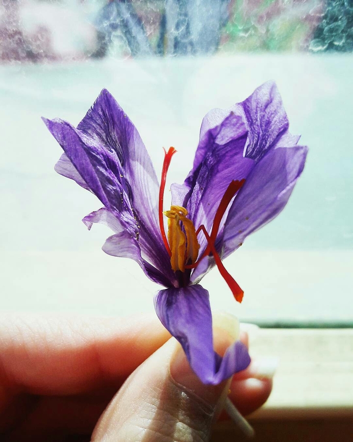 safron