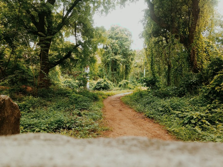 hot summer greenery way