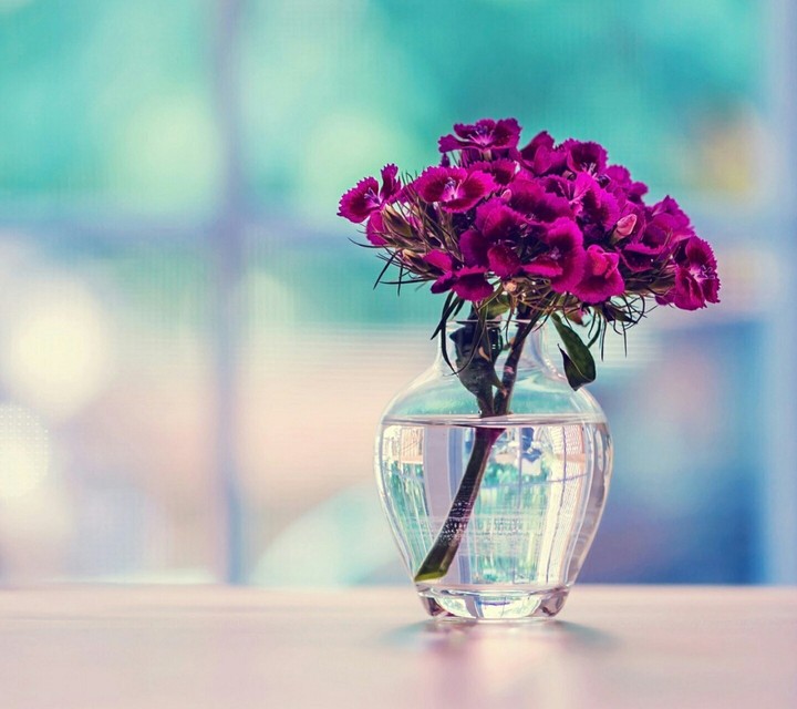Flower in vase