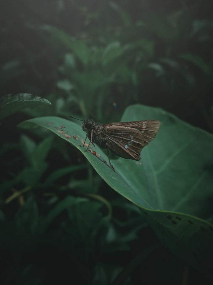 but fly