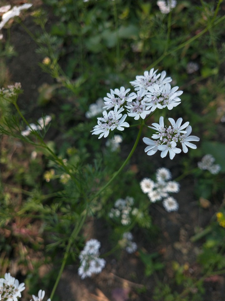 white flowers