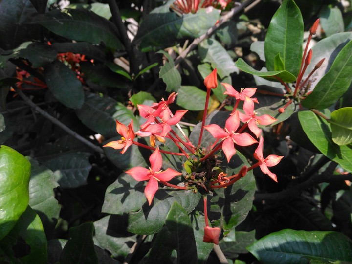 flowers