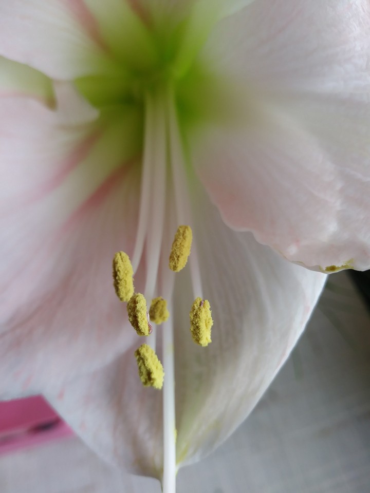 pink flower