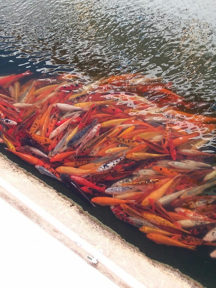 Fish Vs. Food