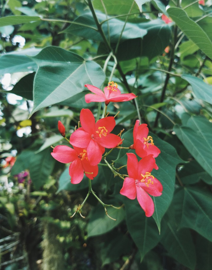 flower love