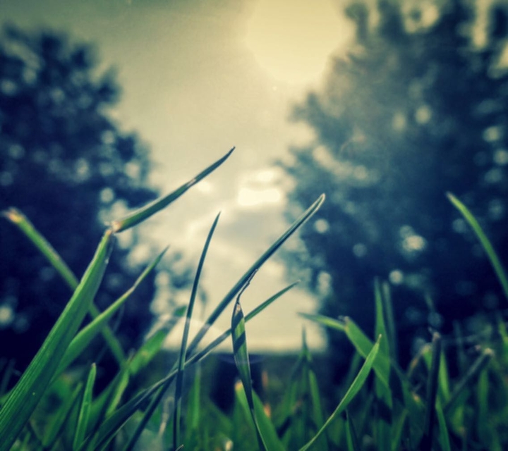 Grass